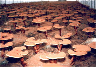 Korean Linhzhi mushroom